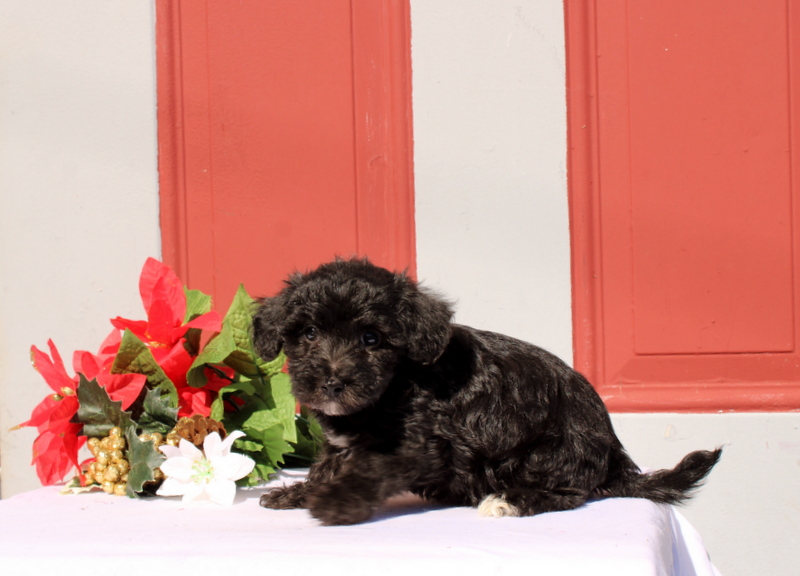 puppy, for, sale, Morkie-Poo, Matthew B. Stoltzfus, dog, breeder, Gap, PA, dog-breeder, puppy-for-sale, forsale, nearby, find, puppyfind, locator, puppylocator, aca